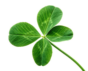 A clover leaf isolated on transparent background