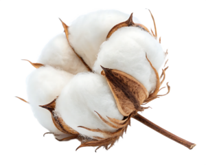 A cotton boll isolated on transparent background