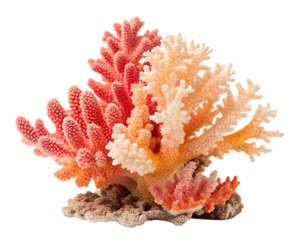 A coral piece isolated on transparent background