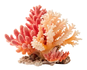Gordijnen A coral piece isolated on transparent background © woopics