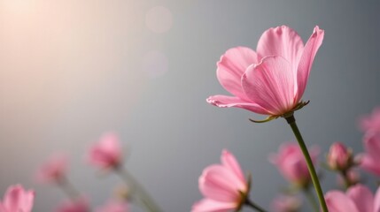 Fototapeta premium A Delicate Field of Pink Blossoms Bathed in Sunlight, Softly Illuminated Petals, Gentle Breeze