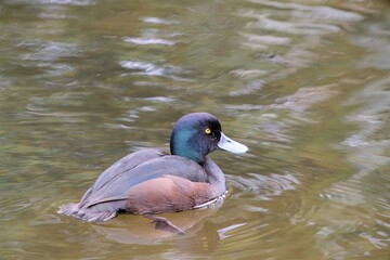 New Zealand Scaup Swimming Gracefully on a Calm Pond