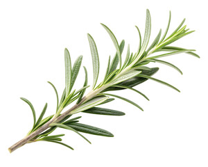 Fototapeta premium A sprig of rosemary isolated on transparent background
