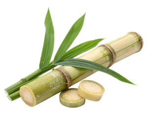 A sugarcane piece isolated on transparent background