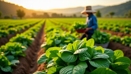 Vibrant spinach field under golden sunlight, with healthy, green leaves ready for harvest. A peaceful farm scene, with a farmer gathering fresh, lush spinach in a tranquil setting.