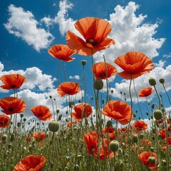 Obraz premium A field of vibrant red poppies under a bright blue sky with fluffy white clouds.