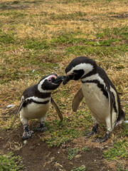 Magellan Penguin Couple at Magdalena Island 