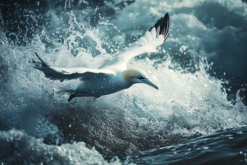 Obraz premium Gannet's Oceanic Dance: A Stunning Flight Through Turbulent Waters