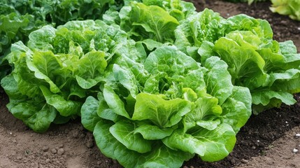 Naklejka premium Rows of vibrant green lettuce growing on a farm under bright sunlight, with neat spacing and rich soil visible between the plants