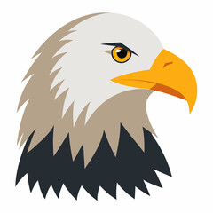 american bald eagle head