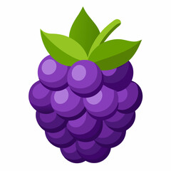 boysenberry vector illustration
