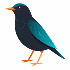 vector illustration of a european starling bird