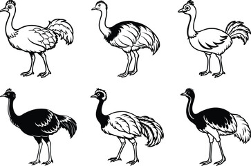 Rhea bird set silhouette vector illustration, Rhea bird line art vector, Rhea bird isolated vector design