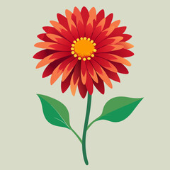 gaillardia flower isolated on white