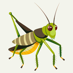 grasshopper isolated on white background
