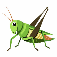 grasshopper isolated on white background