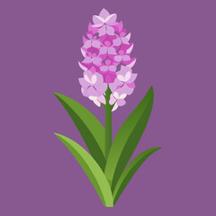 hyacinth flower vector