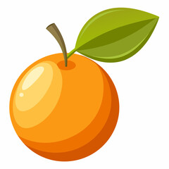 kumquat fruit vector illustration