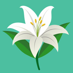 lily flower vector illustration