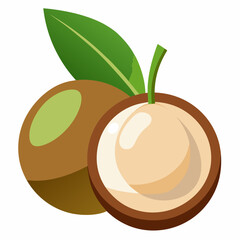 vector illustration of an longan