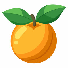 vector illustration of an loquat fruit