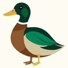 mallard duck on a white background