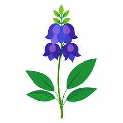 monkshood flower isolated on white