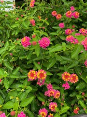red and white flowers