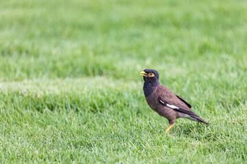 Yellow-billed starling on the grass