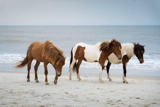 wild horses on the beach