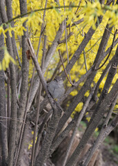 Close-up photo of a sparrow bird sitting in a bush with yellow flowers on a blurred background. Soft focus.