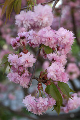 Close-up photo of the branch of light pink cherry tree (sakura) in full bloom against a blurred background. Soft focus.	