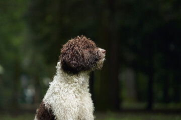 A Lagotto Romagnolo sits calmly with a dense forest as the backdrop. The soft lighting and natural...