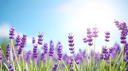Fototapeta premium A vibrant field of lavender under a bright blue sky.