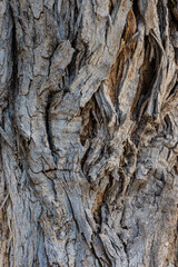 bark of a tree close up