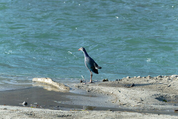 Purple swamphen