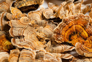 Trametes versicolor is a polypore mushroom, commonly known as turkey's tail. Isolated on white...