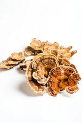 Trametes versicolor is a polypore mushroom, commonly known as turkey's tail. Isolated on white...