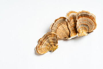 Trametes versicolor is a polypore mushroom, commonly known as turkey's tail. Isolated on white background.