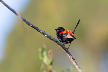 A male red backed fairy wren perched on a branch with tail straight up in the air against a blurred background at Arundel Wetlands on the Gold Coast in Queensland, Australia.
