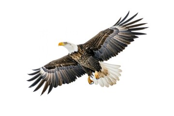 Obraz premium Eagle flying animal bird beak.