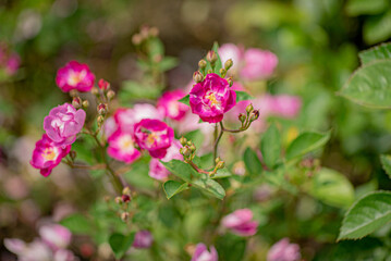 nice roses in the garden