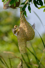 Baya weaver 