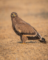 Steppe eagle or Aquila nipalensis portrait in jorbeer conservation reserve bikaner rajasthan india asia. large bird of prey with eye contact during winter migration perched on ground in sunlight