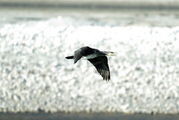 Great cormorant