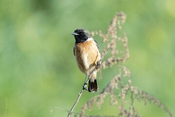 Siberian stonechat