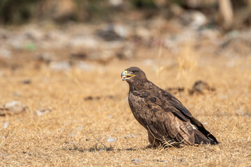 Steppe eagle or Aquila nipalensis portrait in desert national park jaisalmer rajasthan india asia. large bird of prey during winter migration perched on ground in sunlight