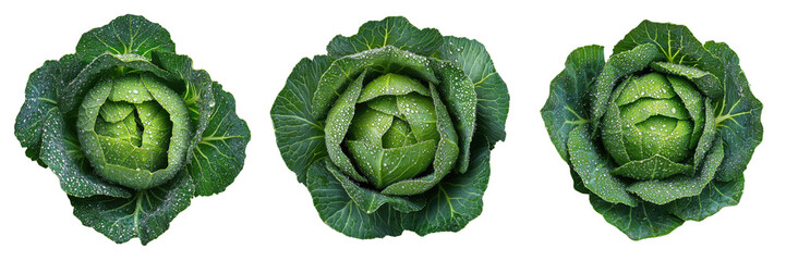 A Set of Fresh Green Cabbage Heads with Dew Drops Isolated on Transparent Background