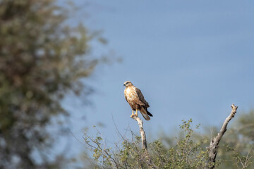 Long legged buzzard or Buteo rufinus closeup perched on top of the tree tree during winter migration at desert national park jaisalmer rajasthan india asia