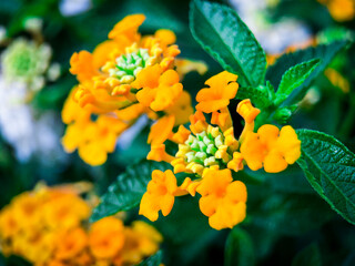 beautiful yellow flower